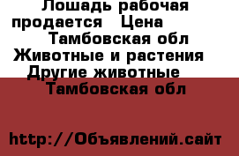 Лошадь рабочая продается › Цена ­ 80 000 - Тамбовская обл. Животные и растения » Другие животные   . Тамбовская обл.